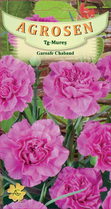 Garoafe Chabaud Pink