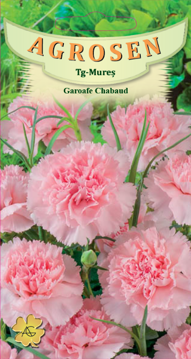 Garoafe Chabaud Rose