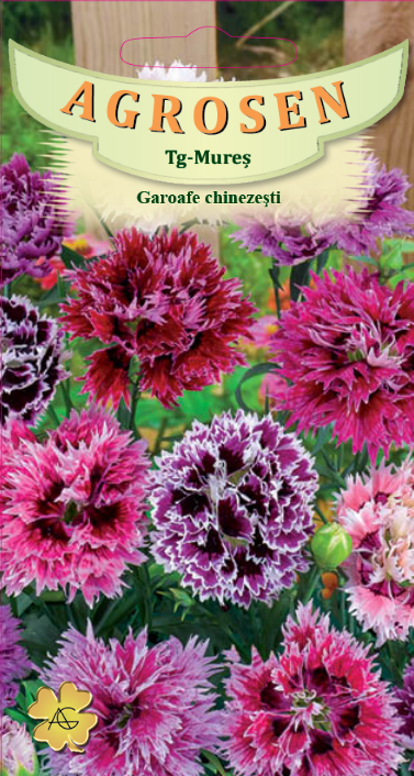 Garoafe chinezeşti