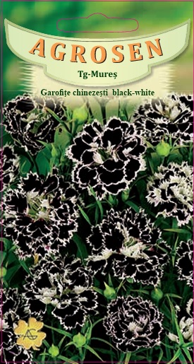 Garofițe chinezești Black-White