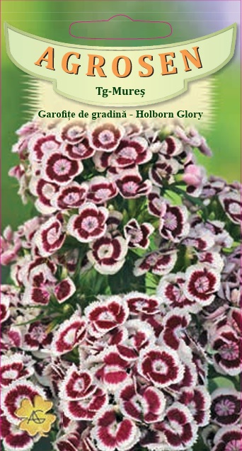 Garofiţe de grădină Holborn