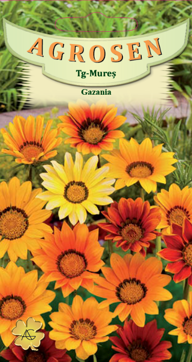 Gazania