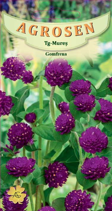 Gomfrena violet