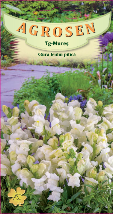 Gura leului pitică albă