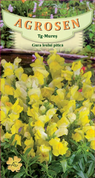 Gura leului pitică galbenă