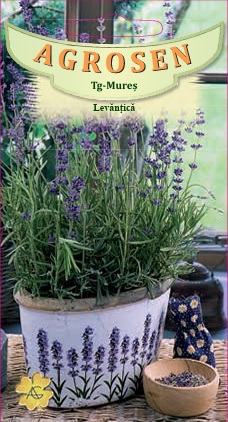 Levănţică