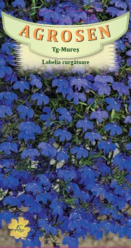 Lobelia curgătoare