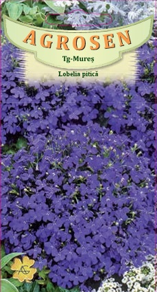 Lobelia pitică albastră