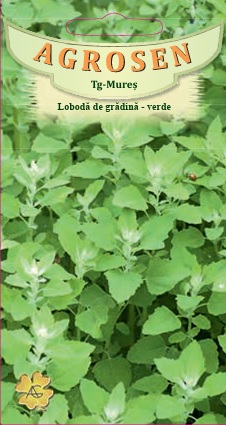 Lobodă de grădină-Verde