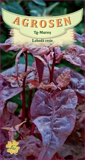 Lobodă roșie