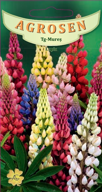 Lupin