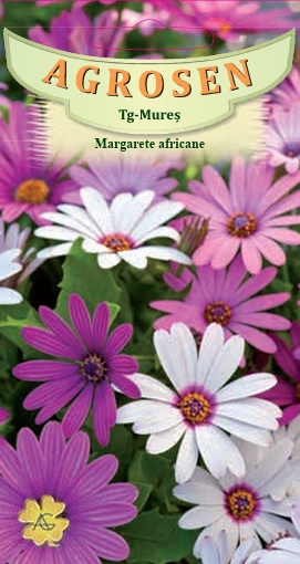 Margarete africane