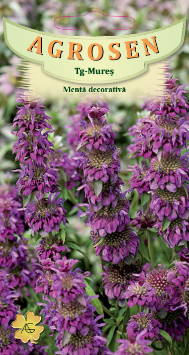 Mentă decorativă