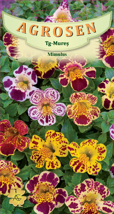 Mimulus