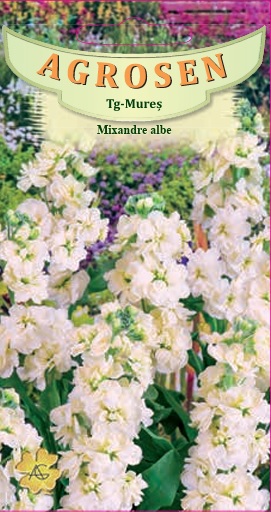 Mixandre Albe