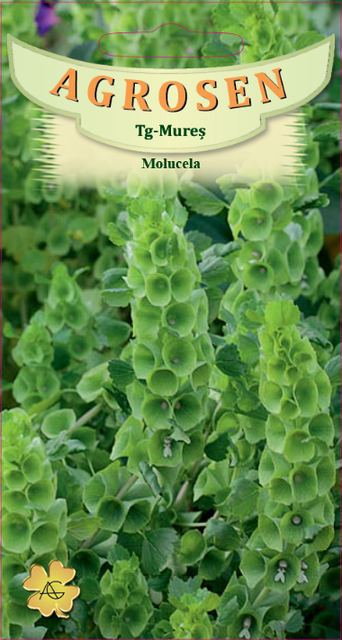 Molucela