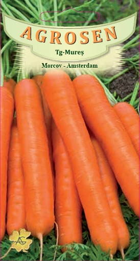Morcov - Amsterdam