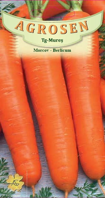 Morcov - Berlicum
