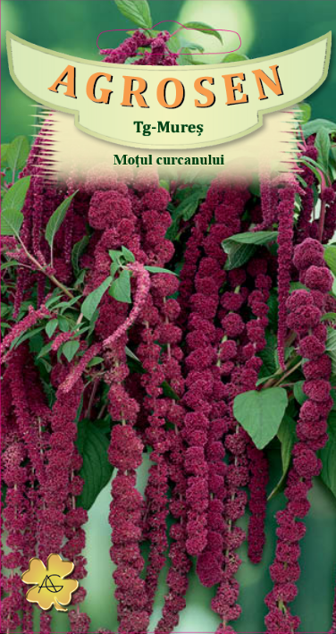 Moțul curcanului
