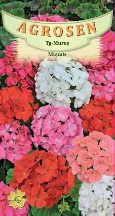 Muşcate - 3seminte