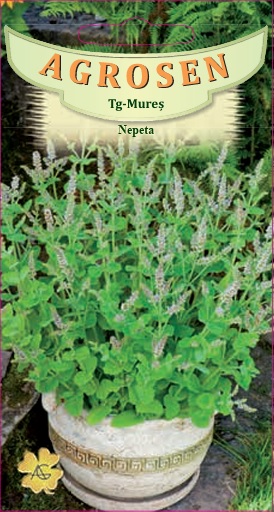 Nepeta