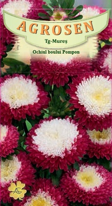 Ochiul boului Pompon Roşu cu Alb