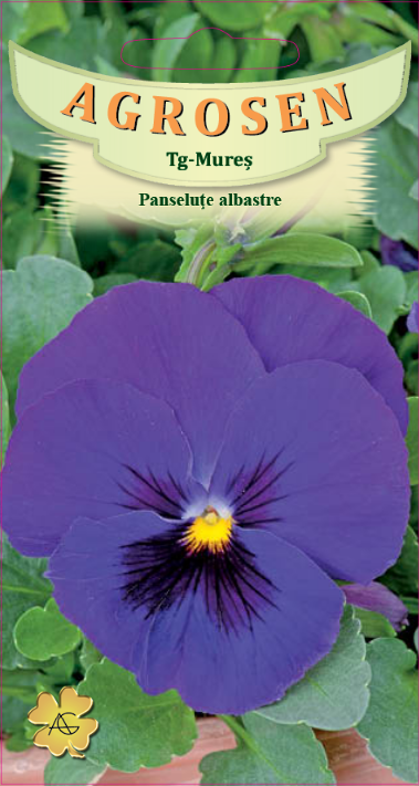 Panseluţe albastre