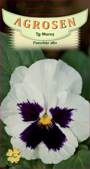 Panseluţe albe