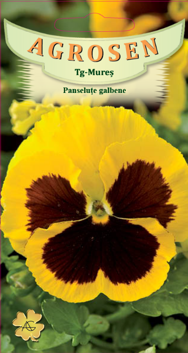 Panseluţe galbene