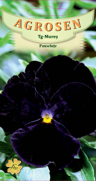 Panseluţe negre