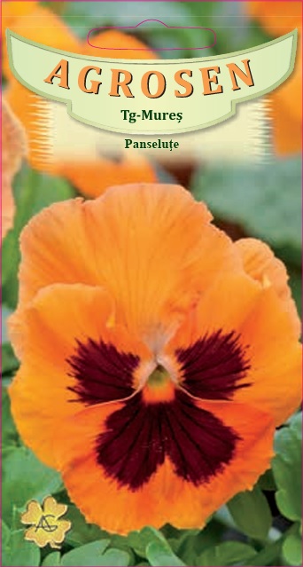 Panseluţe portocalii