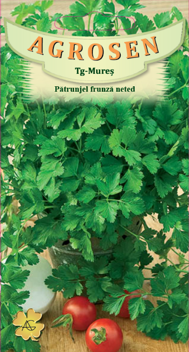 Pătrunjel frunză neted comun