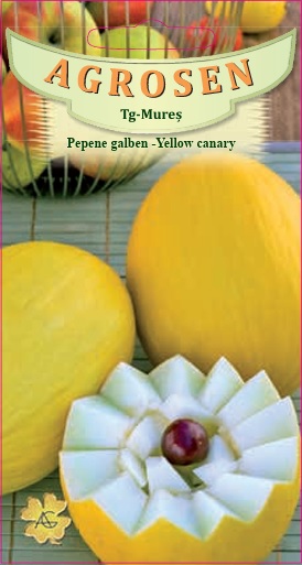 Pepene galben - Yellow Canary