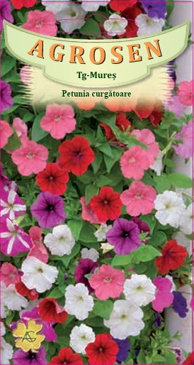 Petunia curgătoare mix