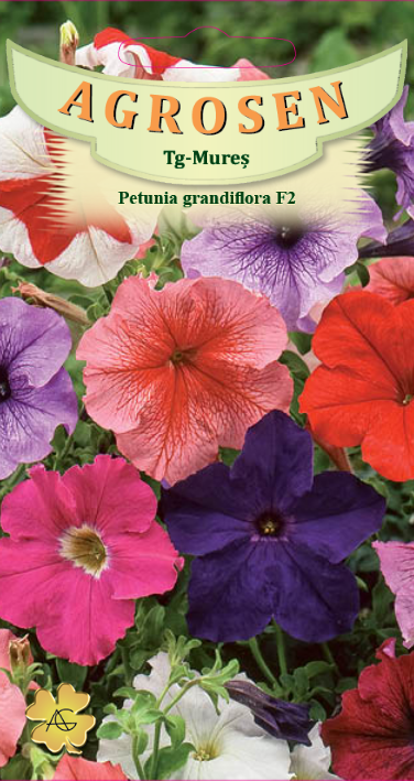 Petunia grandiflora F2