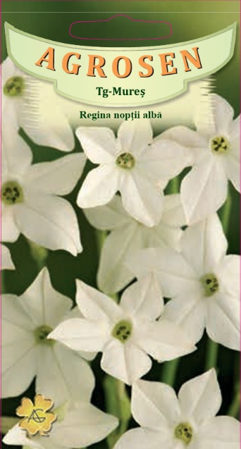 Regina nopții albă