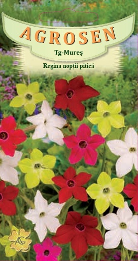 Regina nopţii pitică