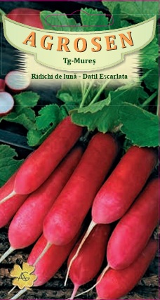 Ridichi de lună-Datil Escarlata