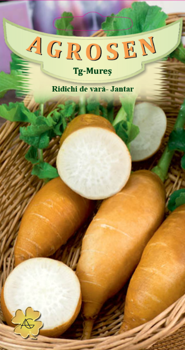 Ridichi de vară - Jantar