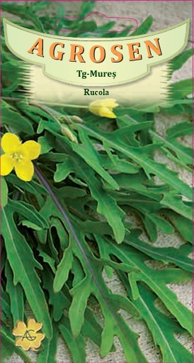 Rucola