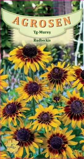 Rudbeckia