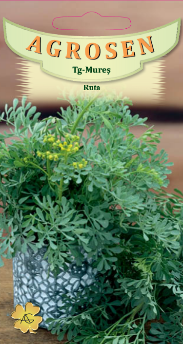 Rută