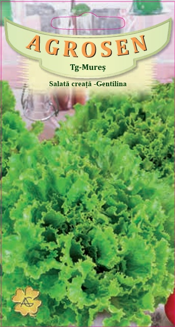 Salată creață - Gentilina