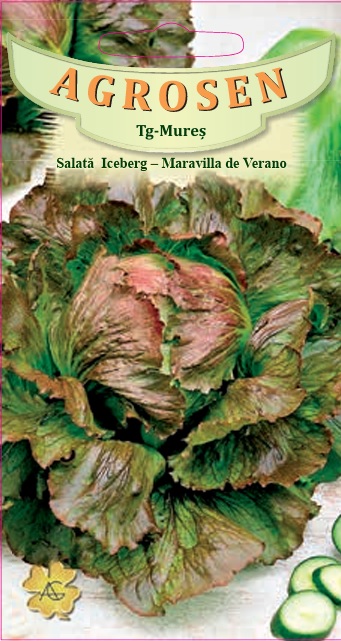 Salată Iceberg-Maravilla di Verano