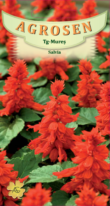 Salvia roșie