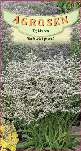 Sărăturică perenă