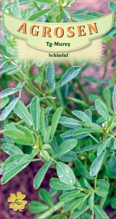 Schinduf