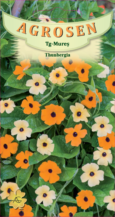 Thunbergia