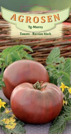 Tomate - Russian black