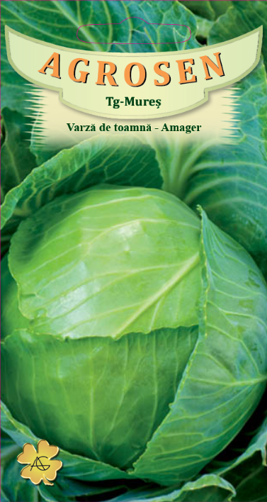 Varză de toamnă - Amager